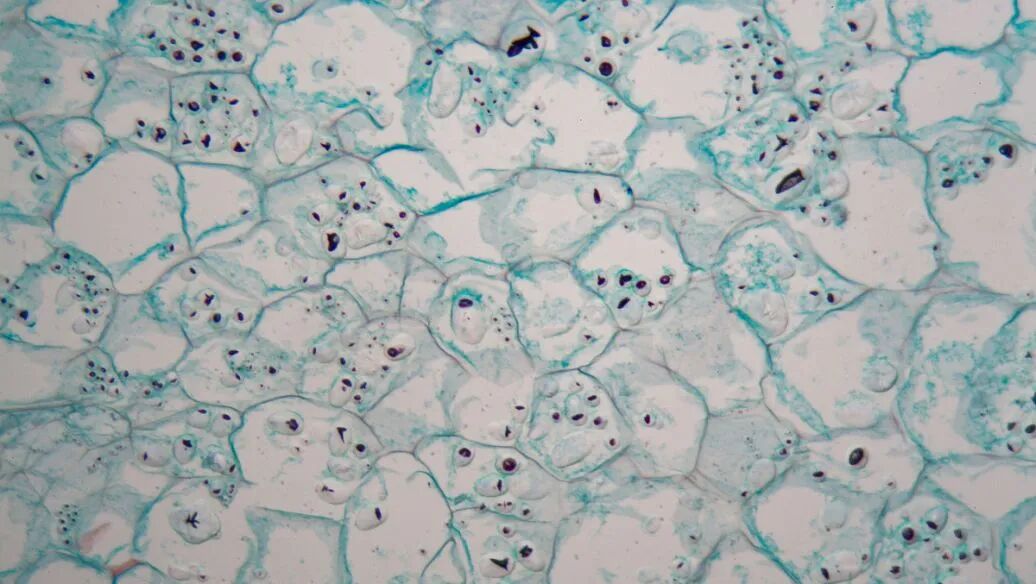 划痕实验模拟的机制