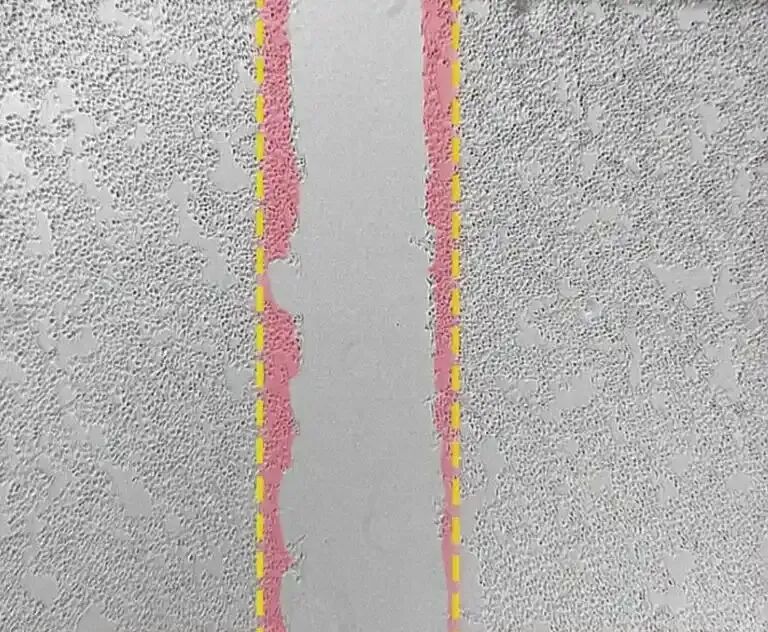 细胞固有迁移能力