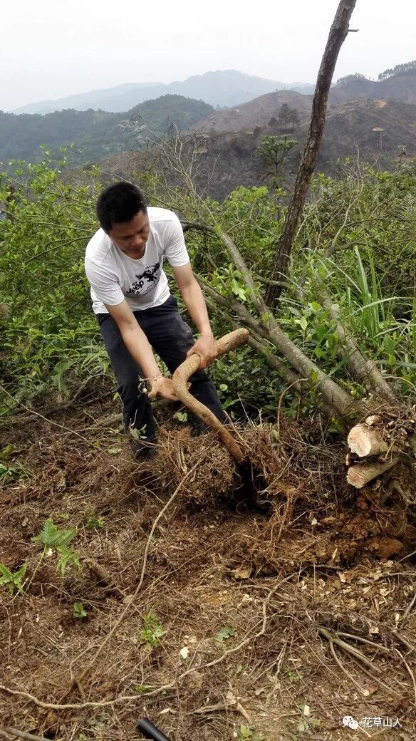 又一种煲汤的好药材——山窜鱼