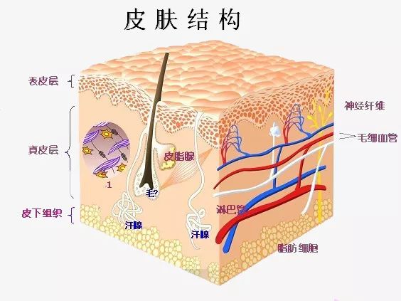 把蘆薈膠當萬能膠！無知