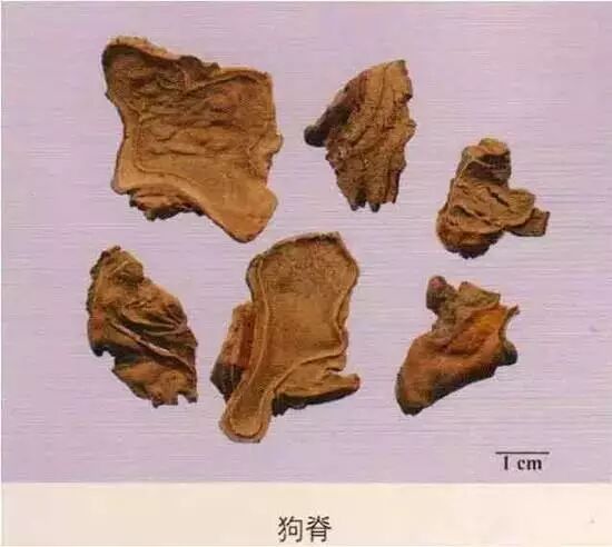 203种常用中药的鉴别及彩图汇总