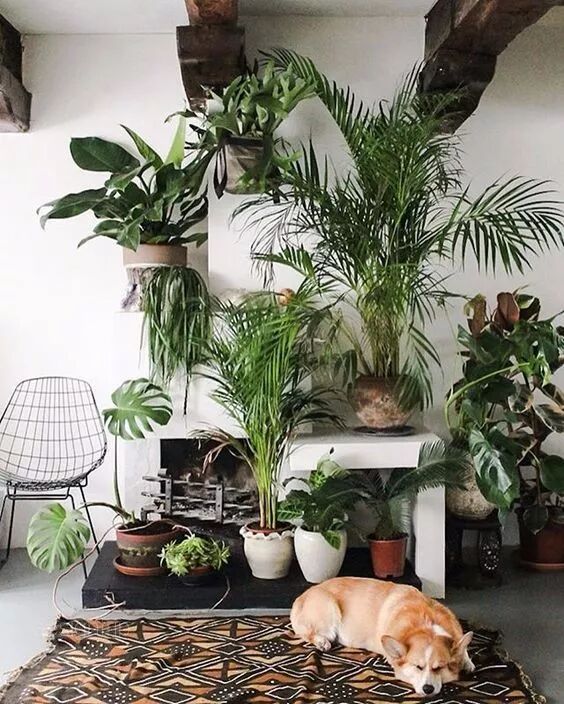 綠植滿屋，這樣的家居春來早！ 家居 第37張