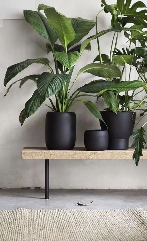 綠植滿屋，這樣的家居春來早！ 家居 第22張