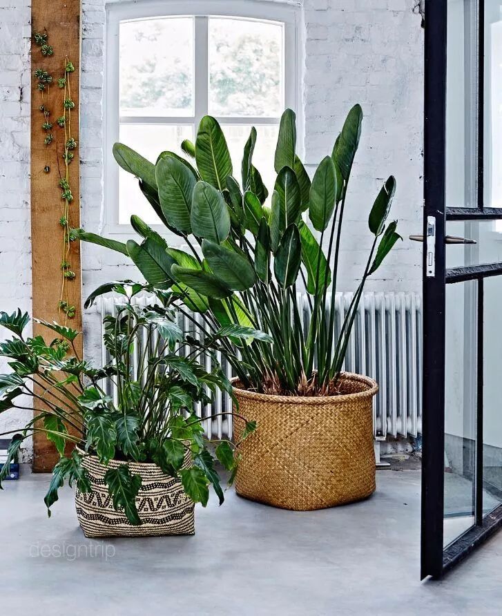 綠植滿屋，這樣的家居春來早！ 家居 第43張