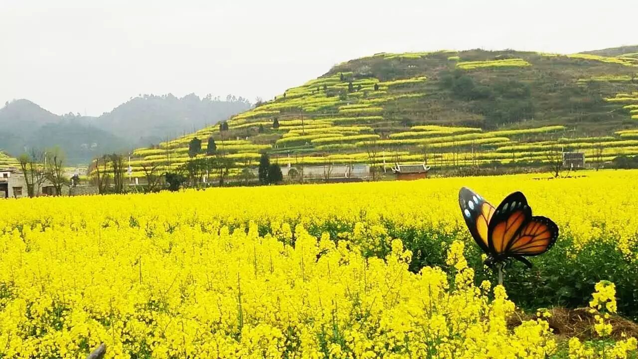 贵州油菜花节现场氛围
