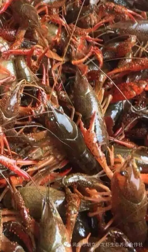 小龙虾黑底板的成因及防治