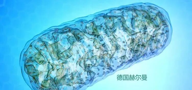 三氧治疗什么三氧疗法是什么？_https://www.jmylbn.com_新闻资讯_第5张