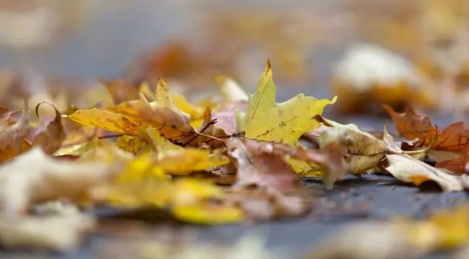 OPPO也进军智能电视,但彩电业真能靠生态破冰吗?-家电圈官网