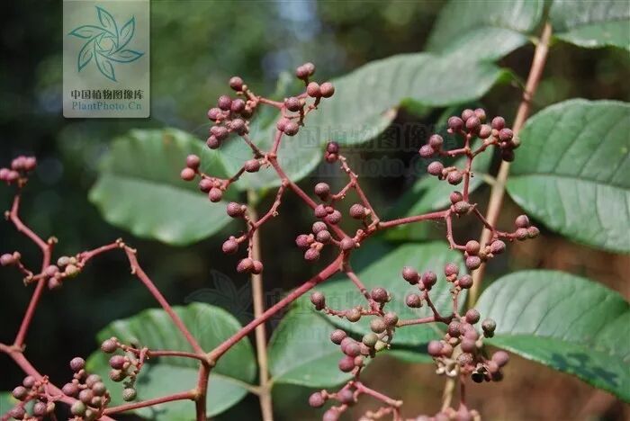 吐槽古人分类学 重阳节到了 啥是茱萸啊 生态客 微信公众号文章阅读 Wemp