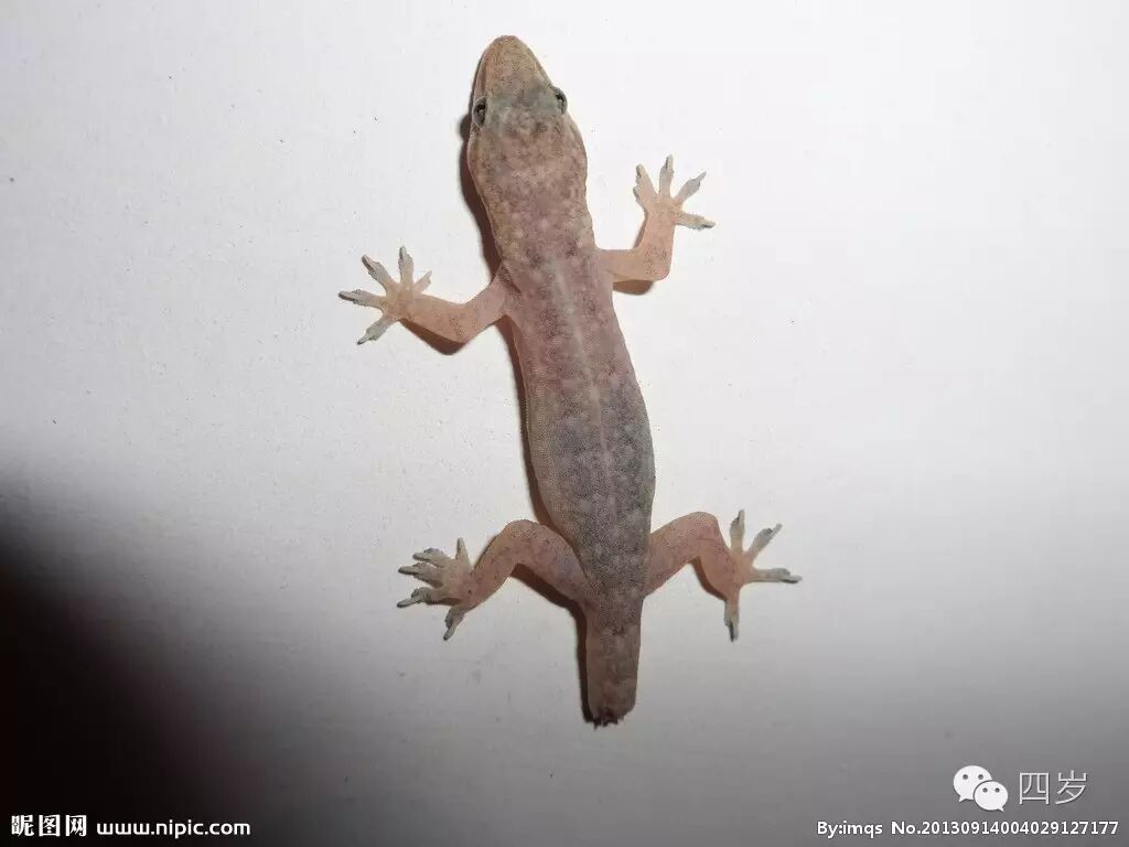 最厉害的是壁虎尾巴,如果它有危险就会断掉尾巴,然后不用担心它会死