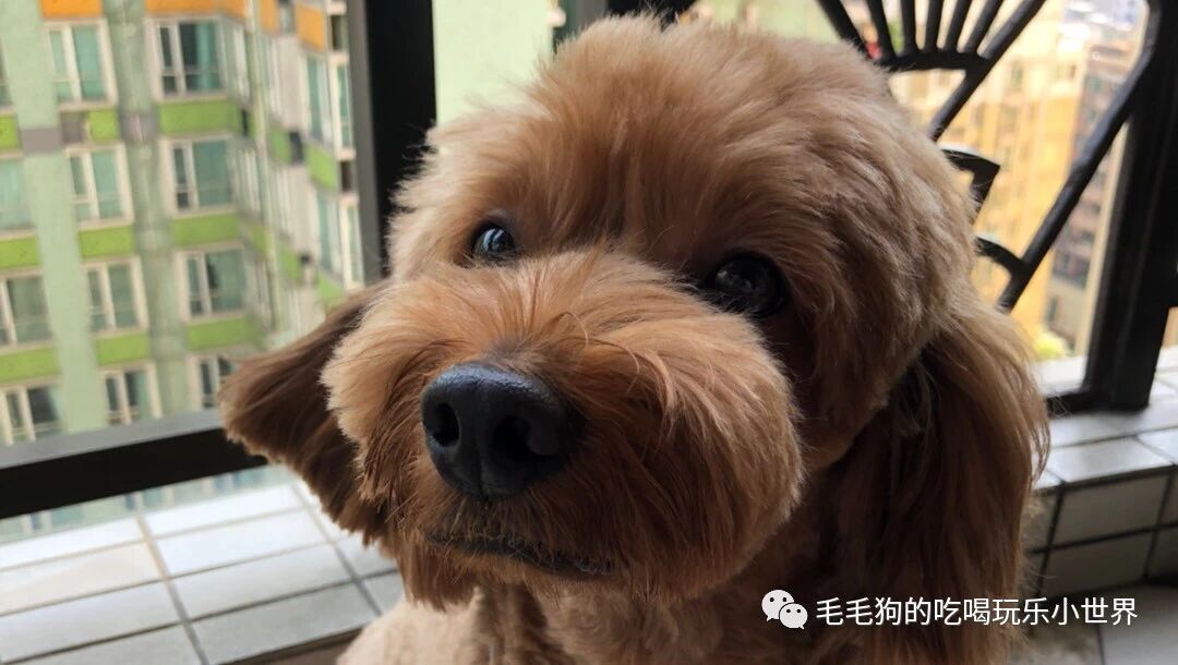 微信公众号毛毛狗的吃喝玩乐小世界 Gh Ddefbc7 最新文章 微信公众号文章阅读 Wemp