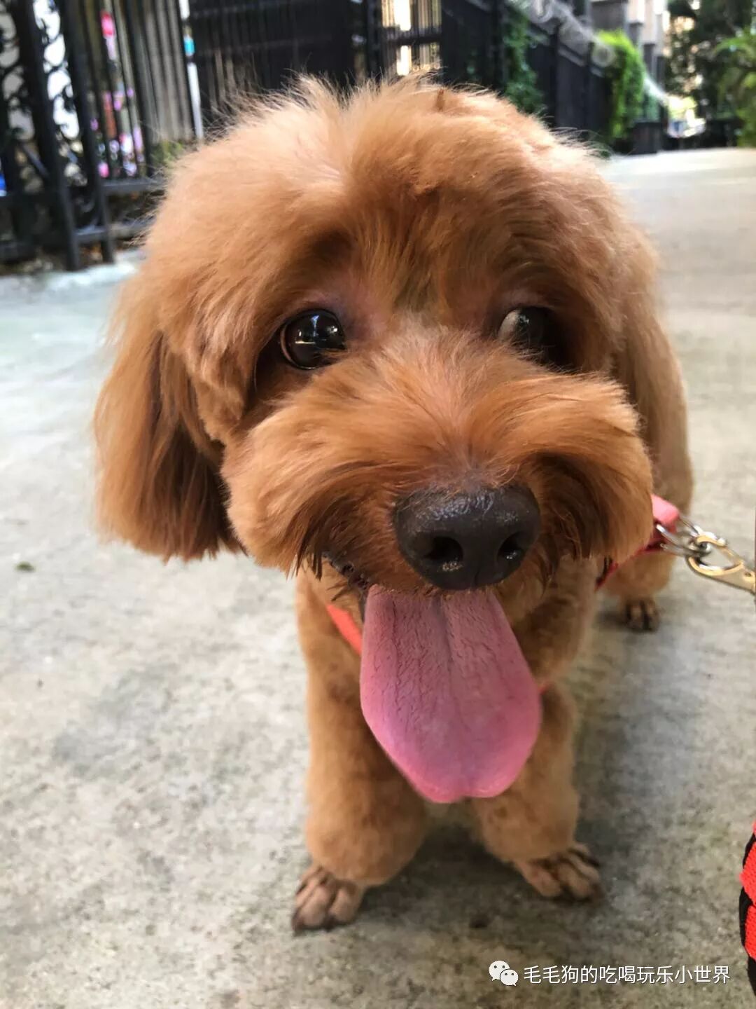 帅气毛爷 在线减肥 毛毛狗的吃喝玩乐小世界 微信公众号文章阅读 Wemp