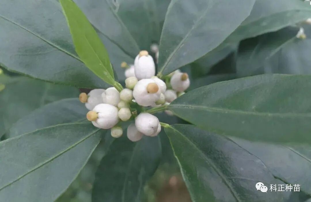 柑橘畸形花 露柱花危机 担心坐不住果 沃柑苗价格 沙糖橘苗批发 柑橘苗多少钱 重庆科正苗木网