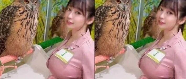 日本一名猫头鹰护理员