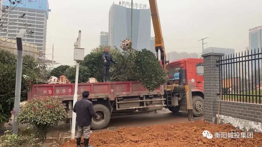 吊下樹木 王孟喜攝.jpg