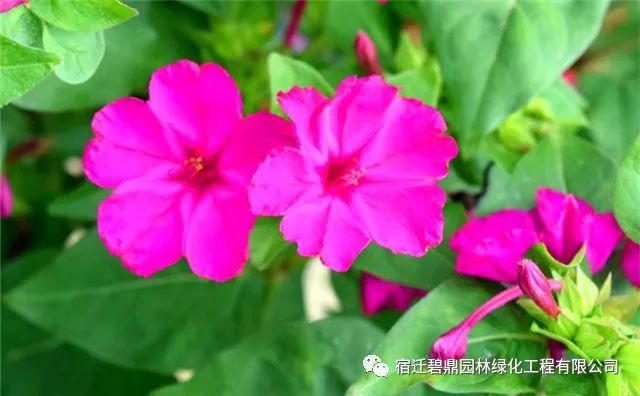「紫茉莉」的种植方法-花事百科-碧鼎园林