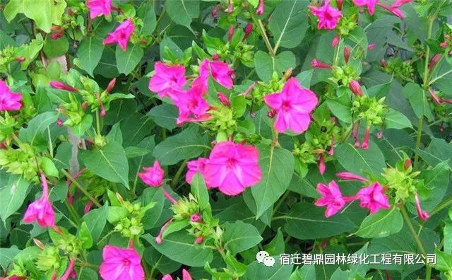 「紫茉莉」的种植方法-花事百科-碧鼎园林