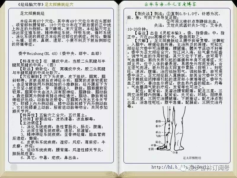 中医经络穴位365 委中穴