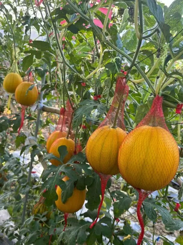 五洞万丰草莓园的水果已经成熟可摘