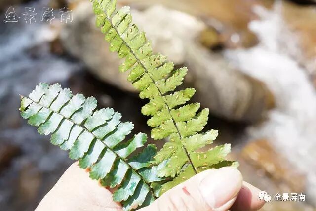 倒挂铁角蕨(学名:asplenium normale)