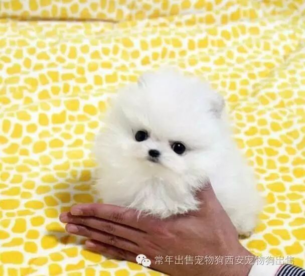 出售纯种博美犬博美幼犬俊介博美茶杯犬白色袖珍犬小型宠物狗 成都狗狗出售宠物狗领养 微信公众号文章阅读 Wemp