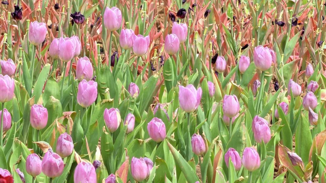 迎省运 上春山 万名登山爱好者齐聚天蒙 共赴春日山水之约