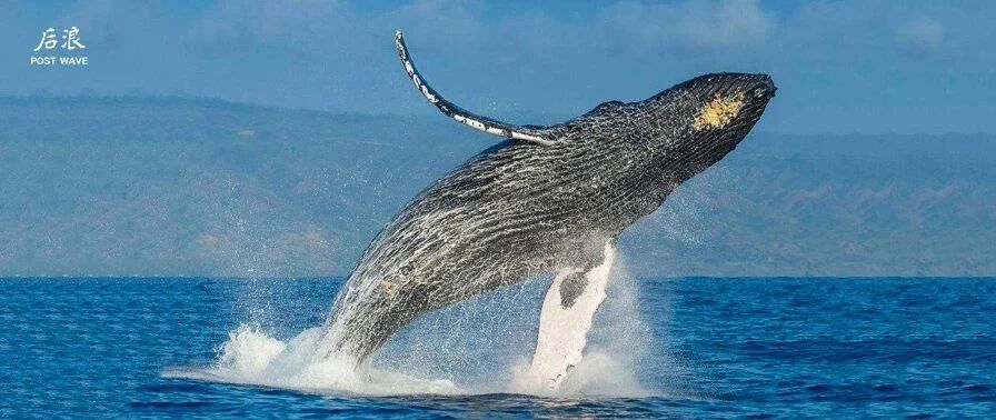 这套绝美自然绘本，做出了BBC纪录片般的意境！