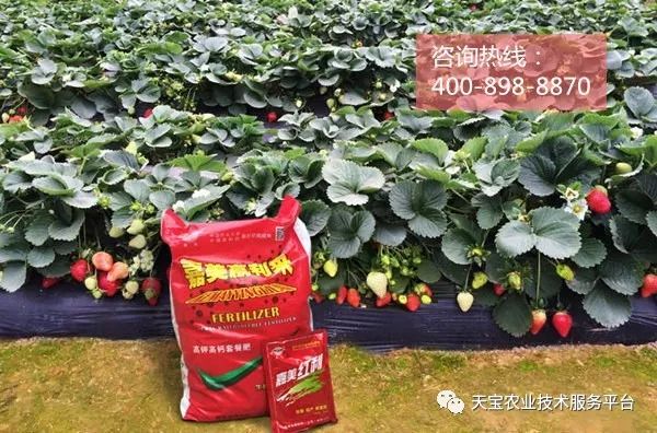 教你草莓采摘园亩产值如何超过10万元！
