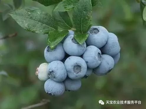种蓝莓必须知道的常识！