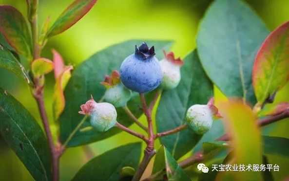 种蓝莓必须知道的常识！