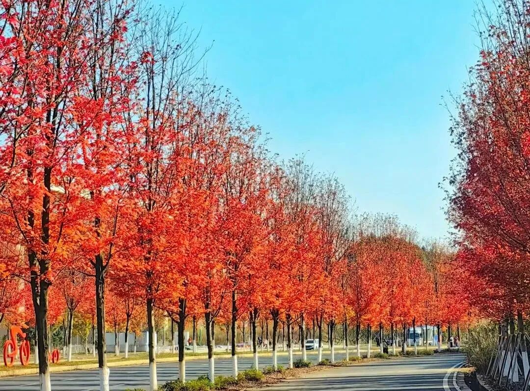 已使用 益陽網(wǎng)紅大道，圖源于紅網(wǎng).jpg