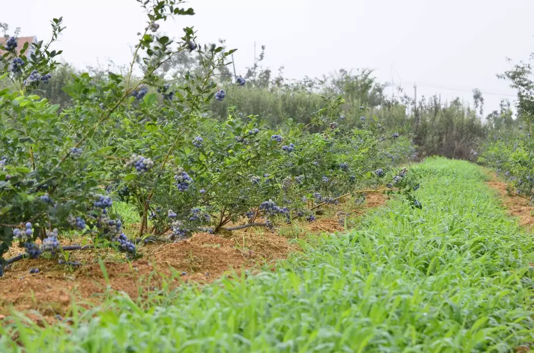 国外新兴行业创业项目_最新国外创业项目_国外乡村创业项目