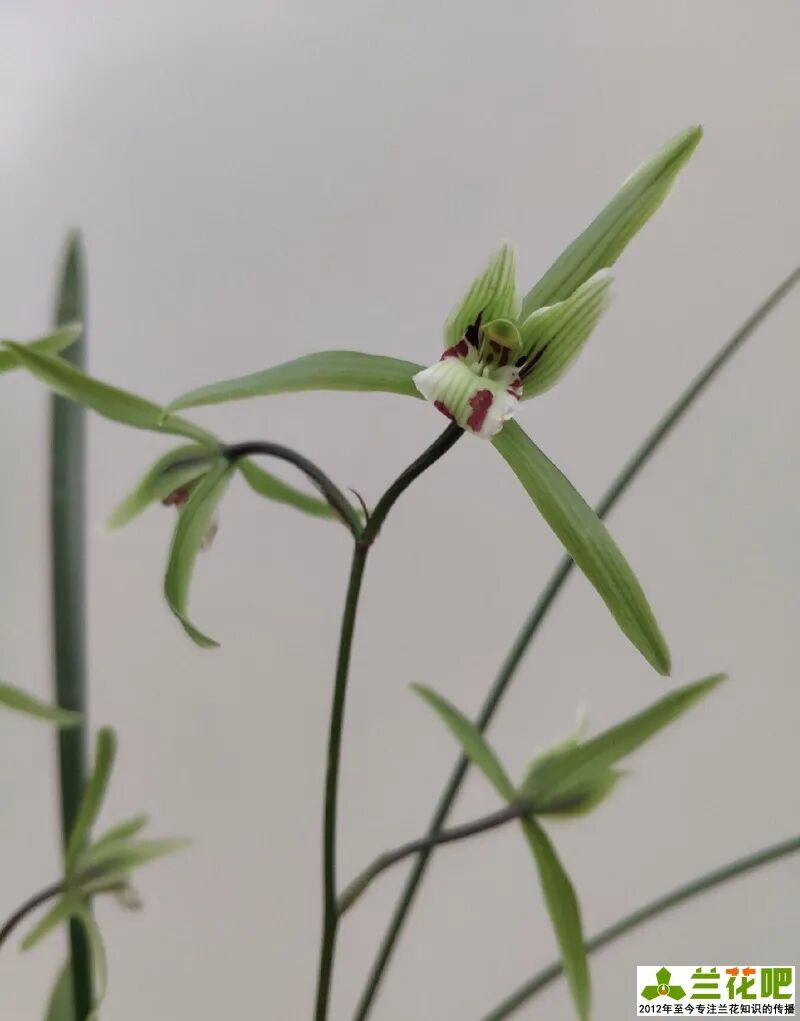 一盆兰花十月份开花了 但没有什么香味 请问这可能会是什么兰花 全网搜