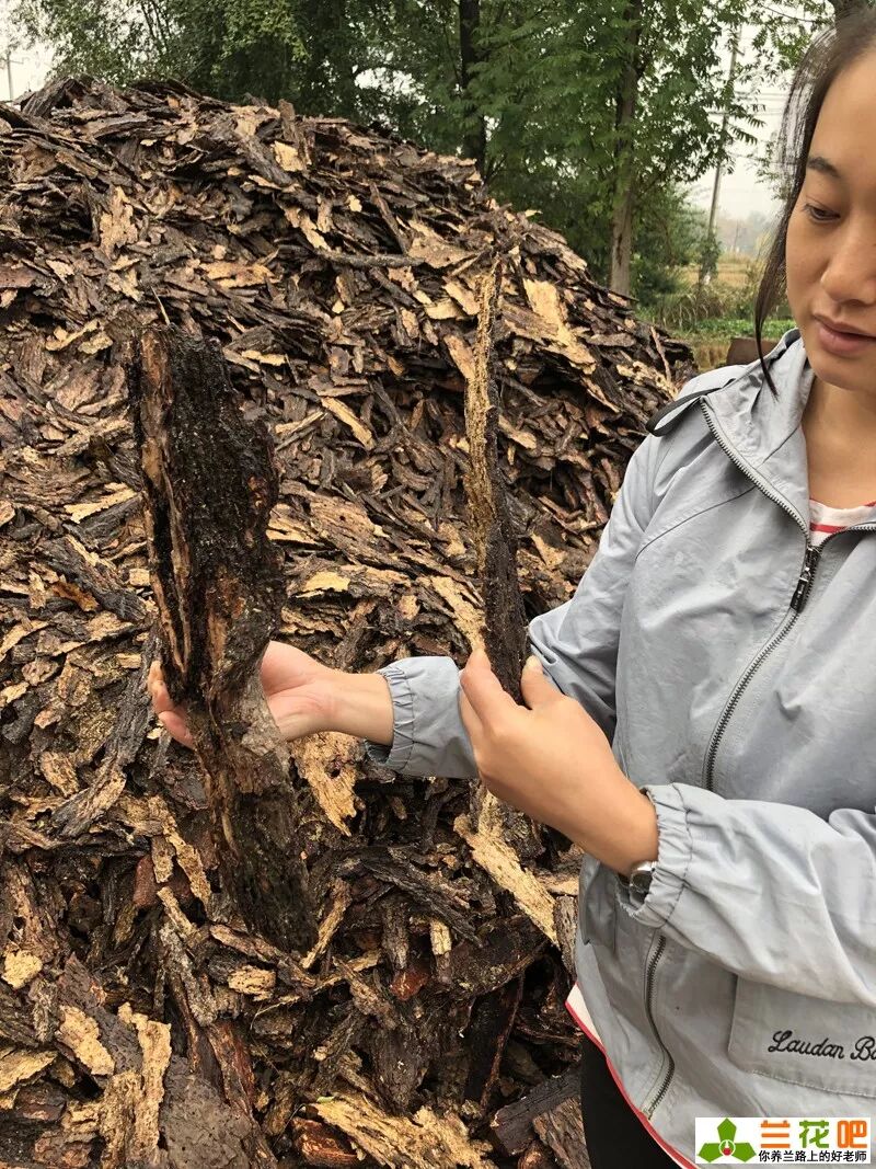 湖北的春兰和蕙兰较奇特 长在松树和栗树林中 原来是有原因的 新林说兰 微信公众号文章阅读 Wemp