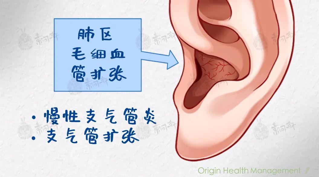 耳部血管分布图图片