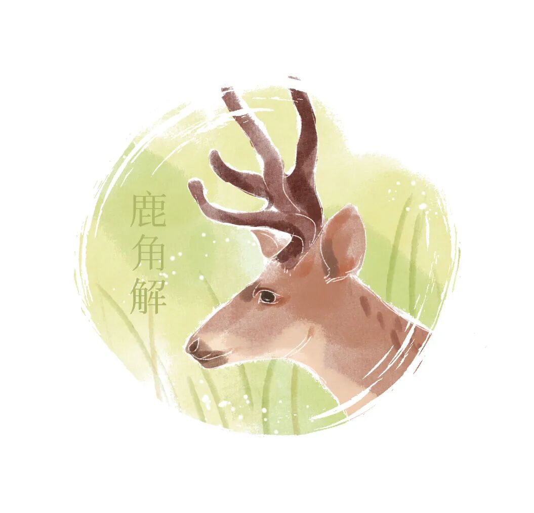 先来看看夏至三候:初候鹿角解古人认为鹿属阳兽夏至一阴初生鹿