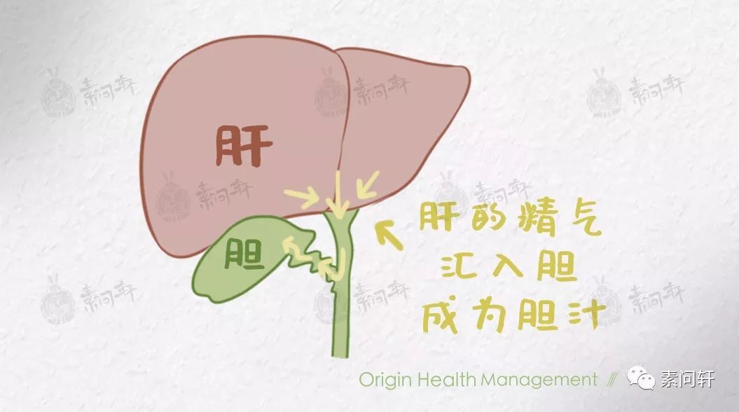 米醫生：嘴巴總有點苦味是提示你肝膽出了問題！ 健康 第3張