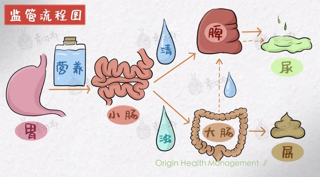 排便流程图图片