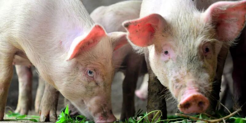 猪肉同比跌价50% 消费者：这个春节，大口吃肉