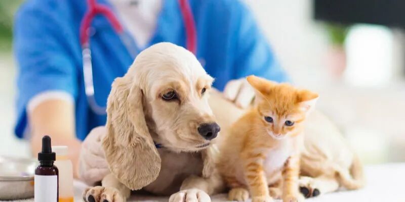 新职业宠物美容师兴起背后：需求激增，但人才培育还未完善