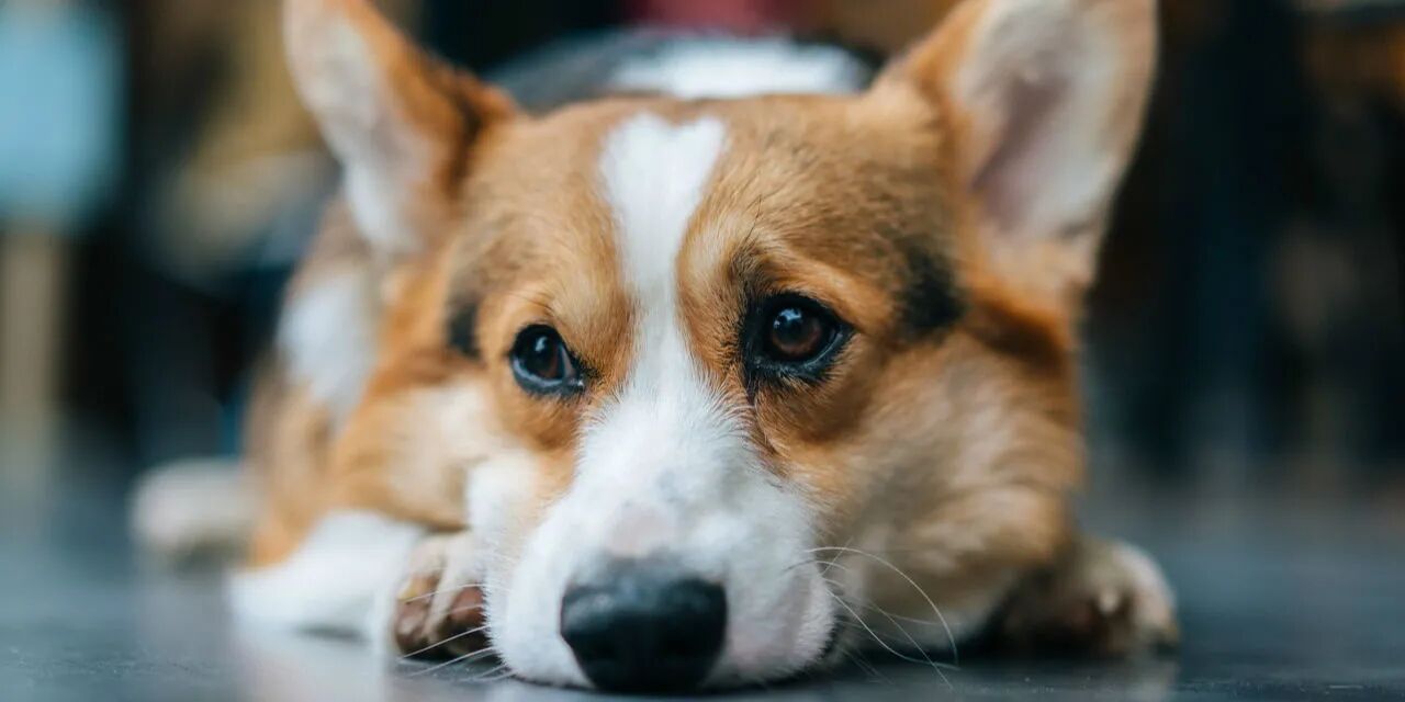 上饶“无害化处理”宠物引争议：保护狗，本质是为了保护人