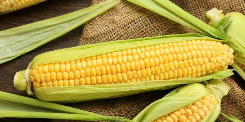 玉米期价创逾五年高位 东北玉米倒伏存过度“炒作”之嫌？