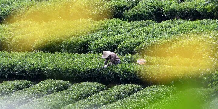 中国茶股，姗姗来迟