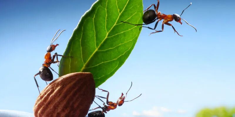 浮木上的蚂蚁：科技股的奇幻漂流