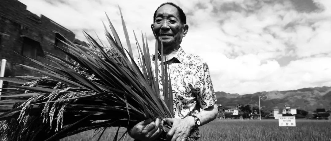 袁隆平,回归泥土