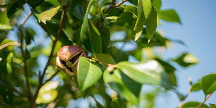 油茶企业大三湘的破局之路：布局油茶产业互联网 与本来生活网共建产业链