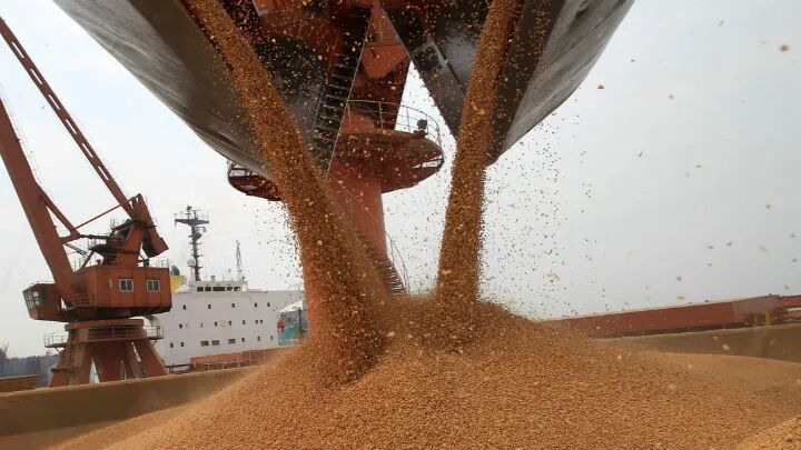 国产大豆“乘风破浪”背后：价格半年涨26% 加工企业临生死时速