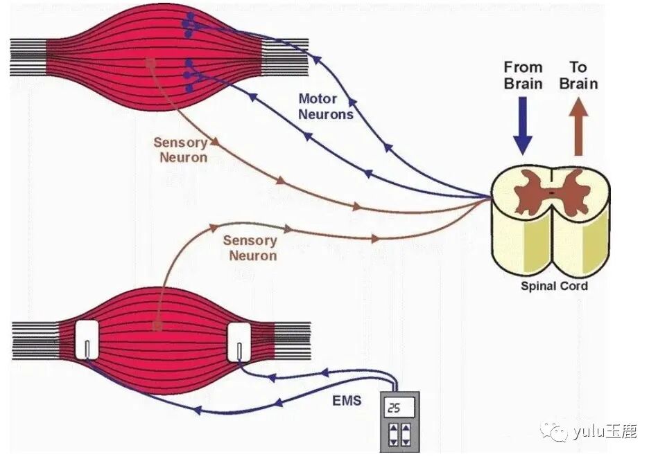 中频为什么能镇痛收藏：关于中频电疗非常客观的一篇科普文章_https://www.jmylbn.com_新闻资讯_第3张