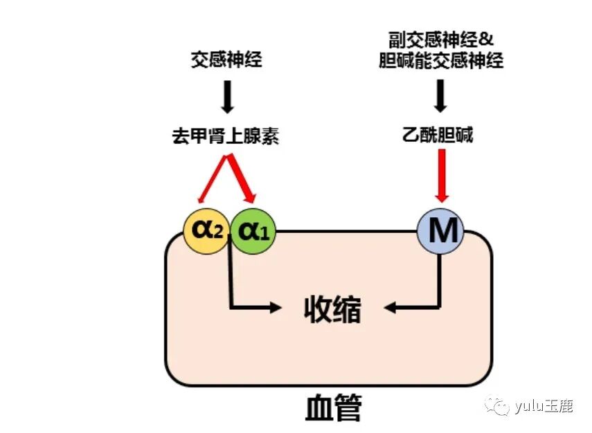 中频为什么能镇痛收藏：关于中频电疗非常客观的一篇科普文章_https://www.jmylbn.com_新闻资讯_第2张