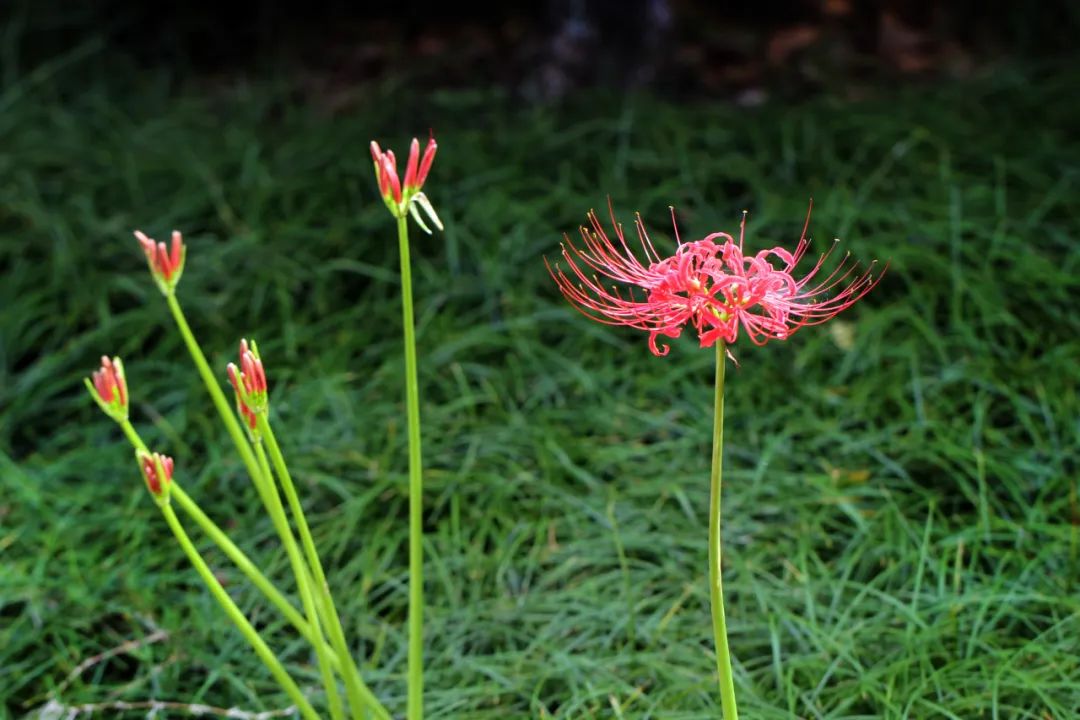 花叶不相见的10种植物 中国园林 微信公众号文章阅读 Wemp